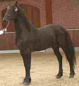 Yk Sybren Friesian Dark 